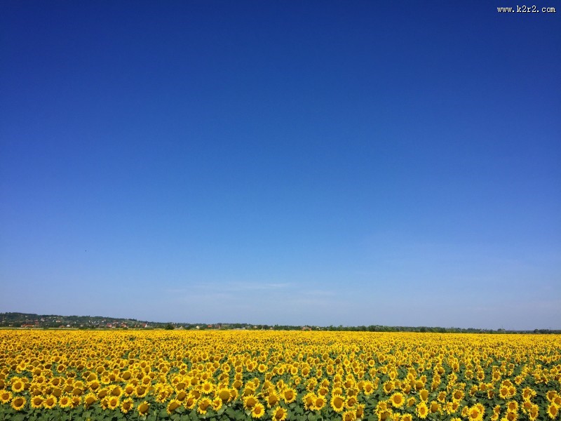 美丽的向日葵花田图片大全