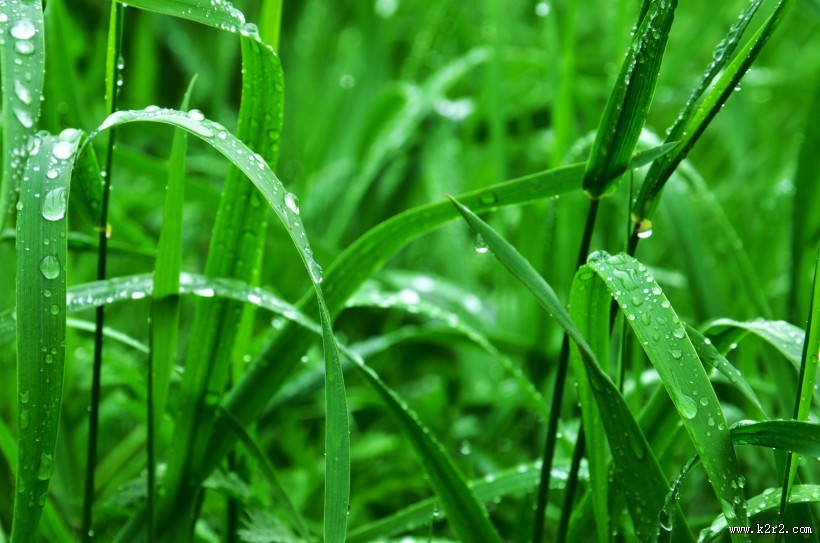 青草上面的露水图片