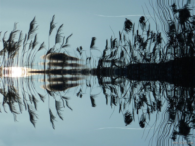 漂亮的芦苇丛图片