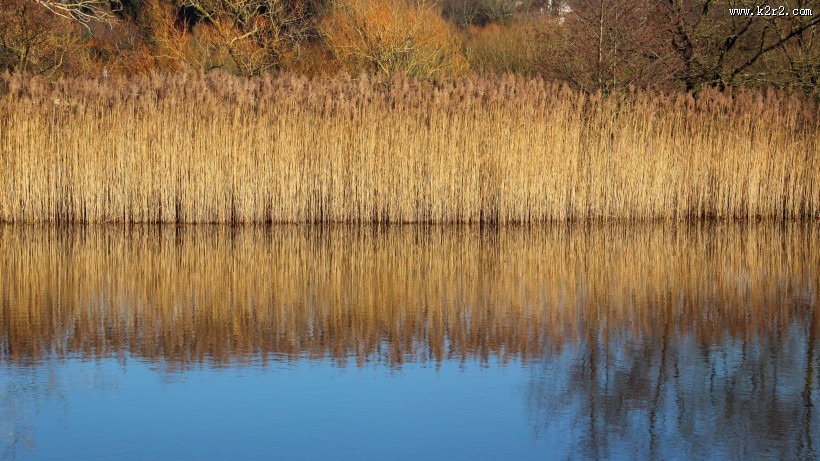 漂亮的芦苇丛图片
