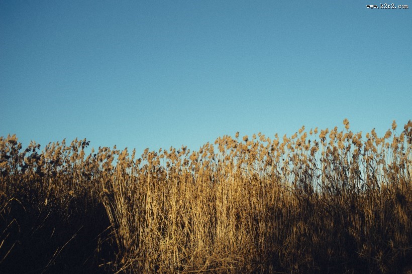 漂亮的芦苇丛图片大全