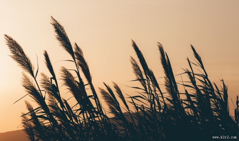 漂亮的芦苇丛图片大全