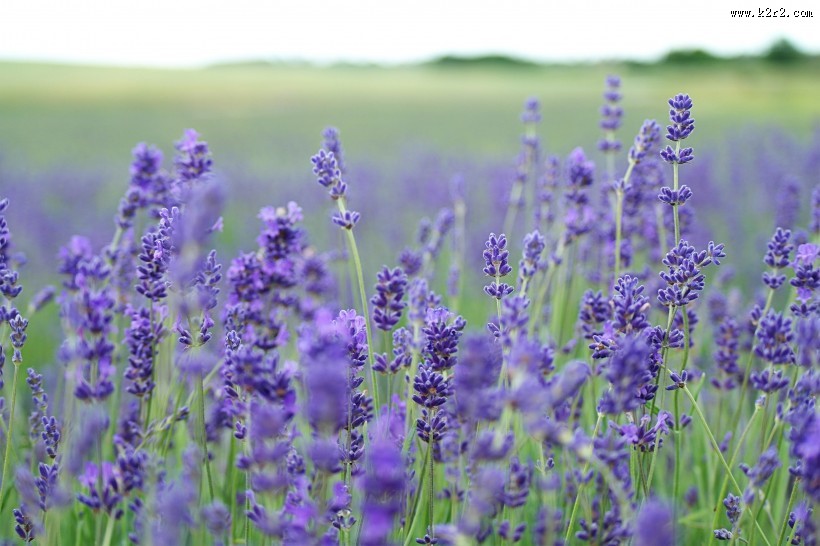 美丽的薰衣草图片
