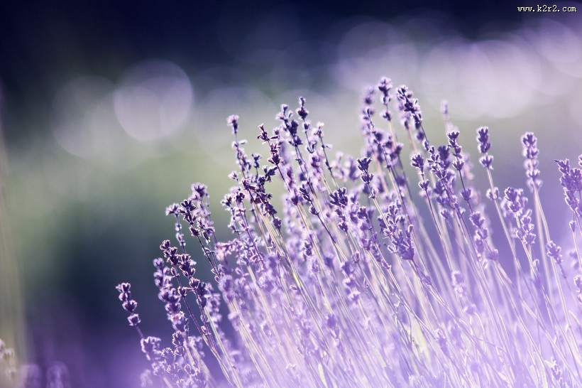 美丽的薰衣草图片