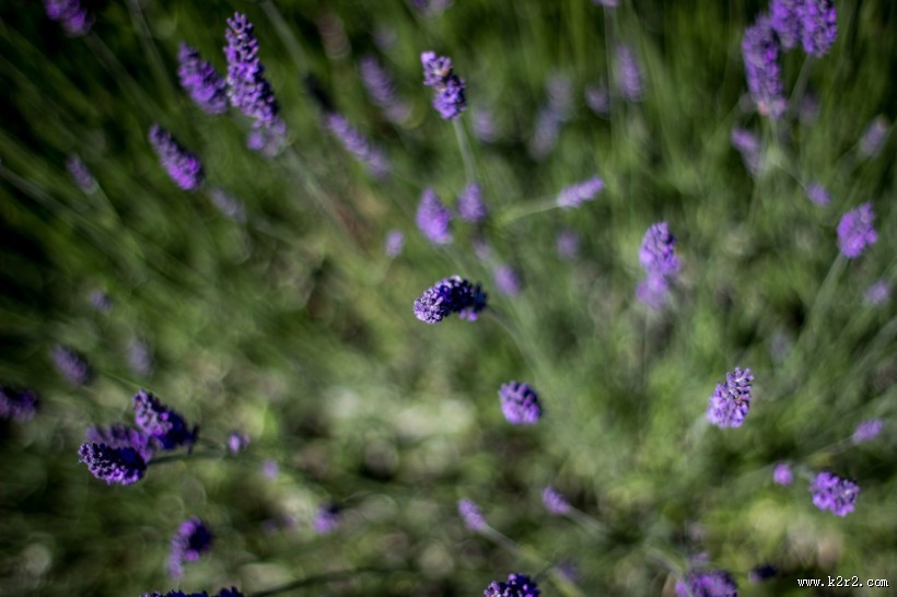 美丽的薰衣草图片