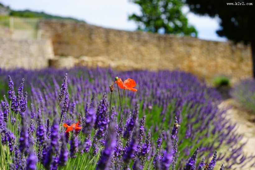 美丽的薰衣草图片
