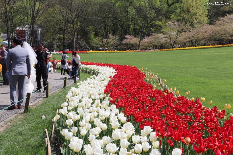 怒放的郁金香图片