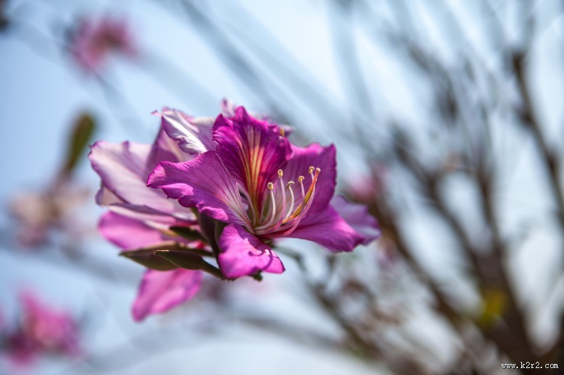 好看的紫荆花图片
