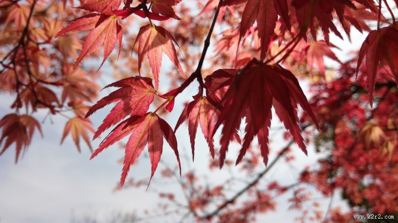 红色的树叶图片