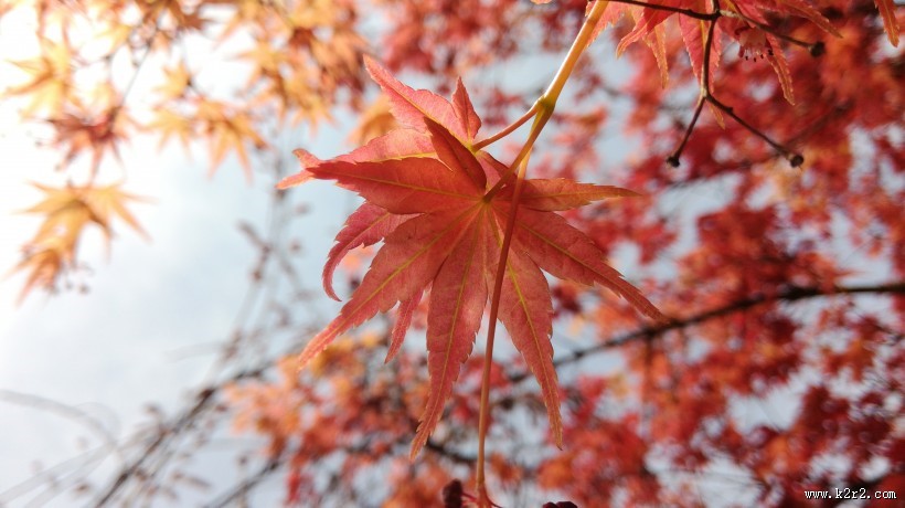 红色的树叶图片