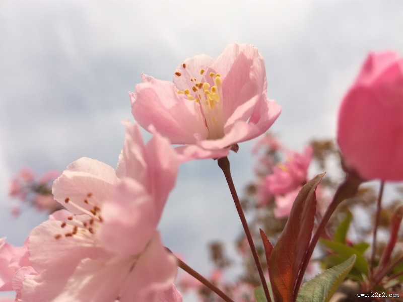 粉色的桃花图片