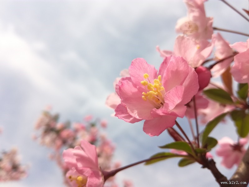 粉色的桃花图片