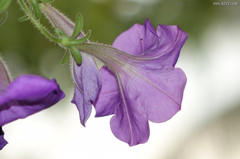 美丽的牵牛花图片