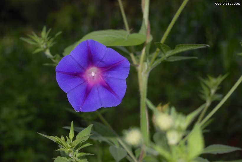 美丽的牵牛花图片