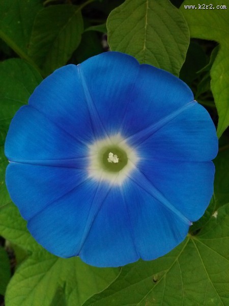 美丽的牵牛花图片