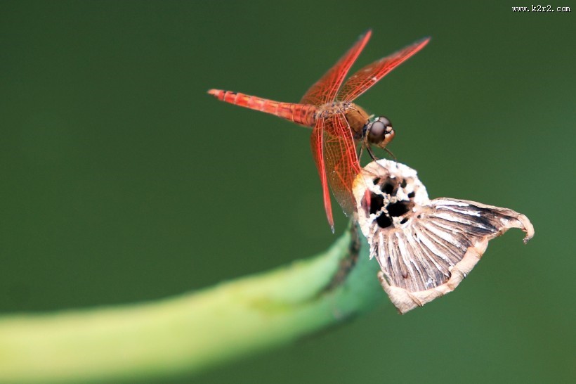 夏日荷花图片大全