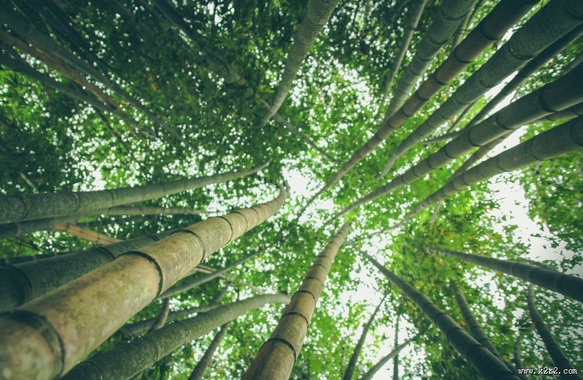 挺拔的竹子图片大全