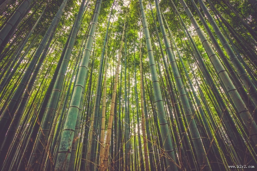 挺拔的竹子图片大全