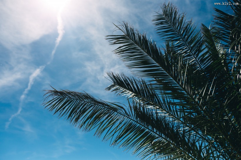 阳光下的棕榈树图片大全