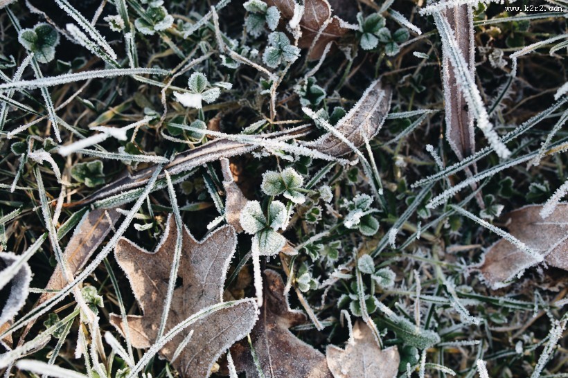 早霜覆盖草地的图片