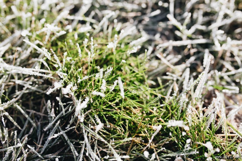 早霜覆盖草地的图片