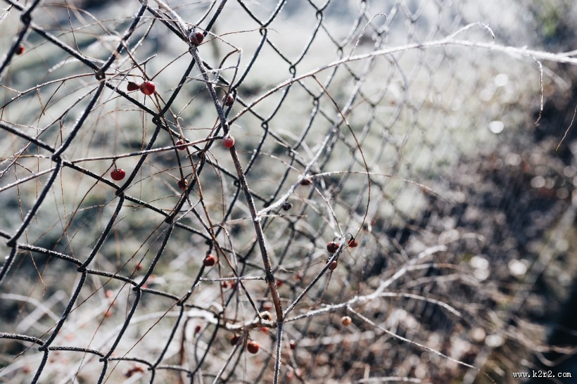 冰雪覆盖的植物图片