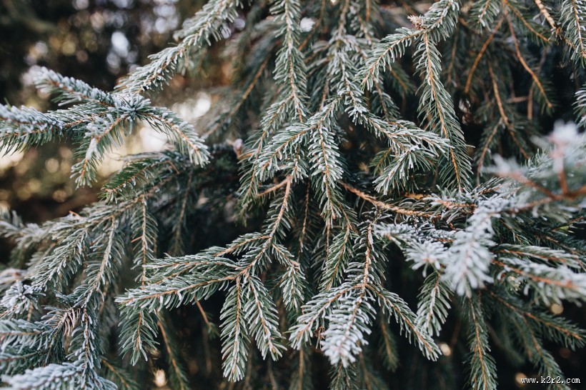 冰雪覆盖的植物图片