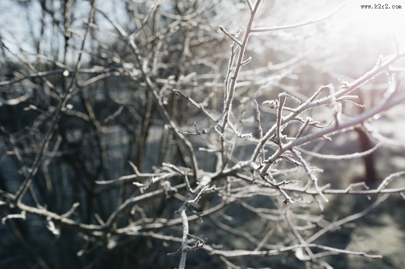 冰雪覆盖的植物图片
