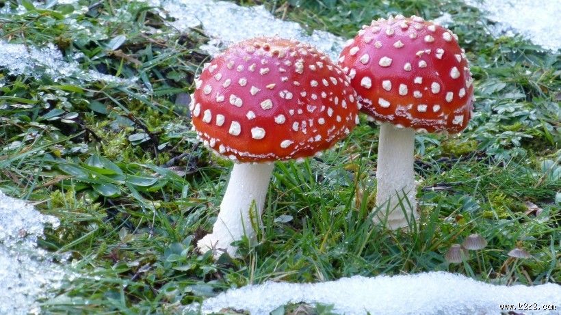 颜色鲜艳的毒蘑菇图片大全