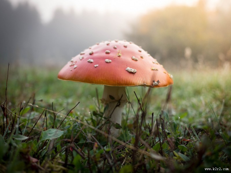 颜色鲜艳的毒蘑菇图片大全