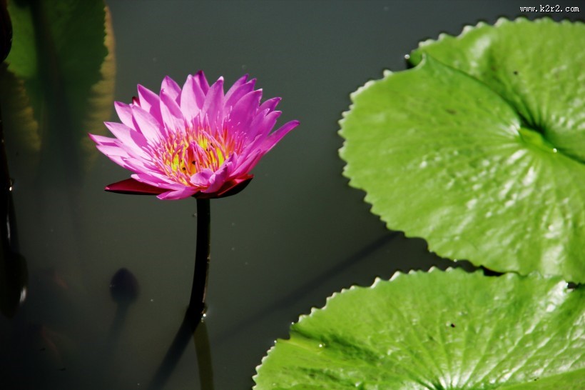 美丽的荷花图片