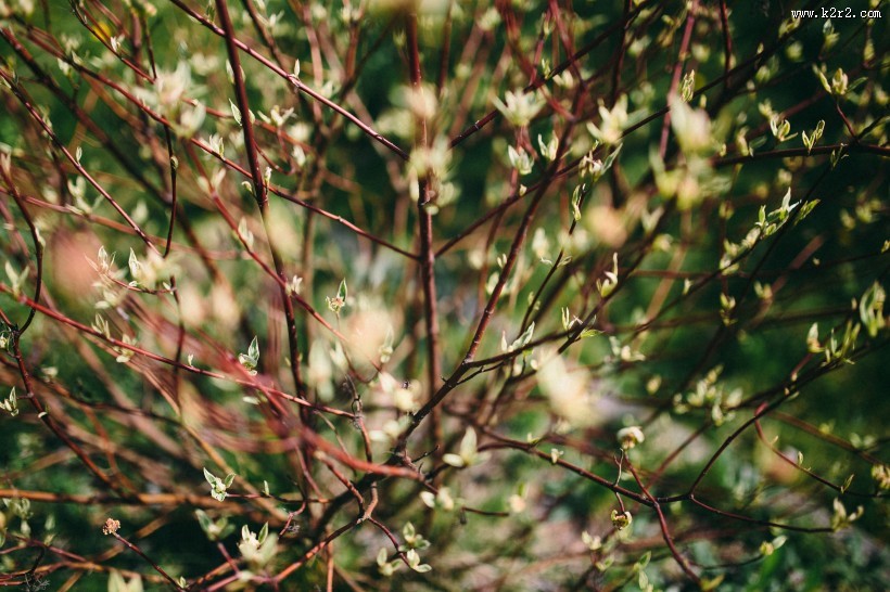 大自然中花草树木的特写图片