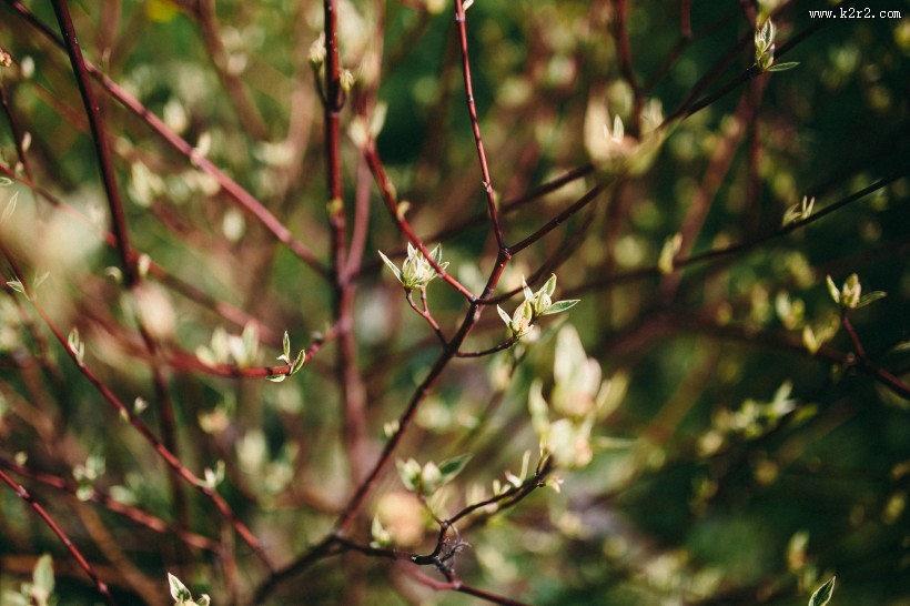 大自然中花草树木的特写图片