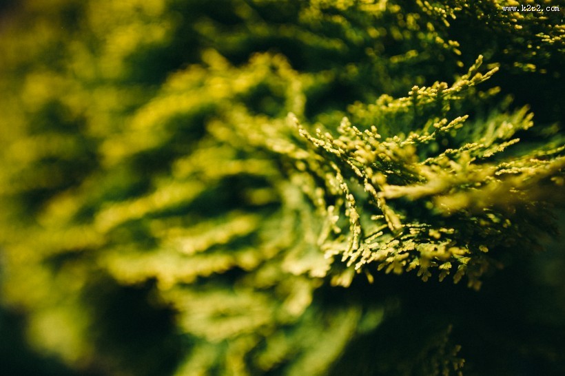 大自然中花草树木的特写图片