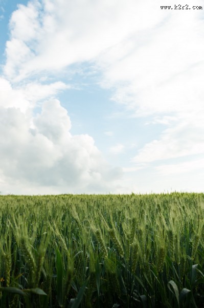 绿色的小麦图片