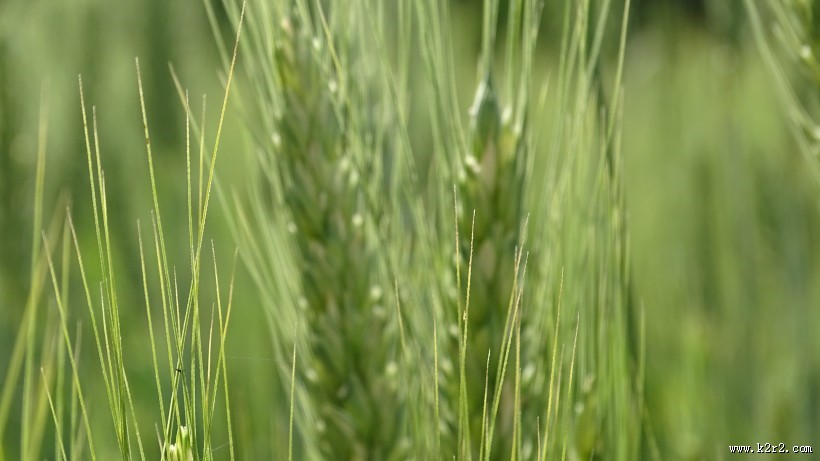 绿色的小麦图片
