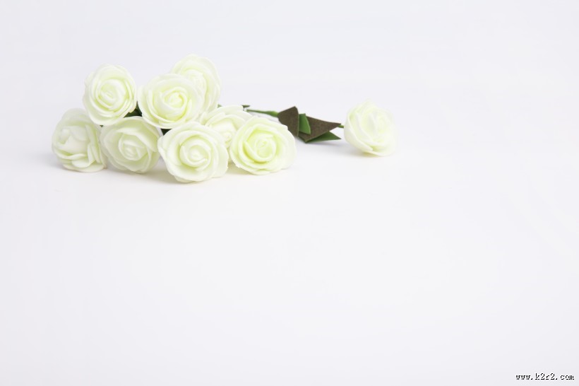 白色的月季花图片