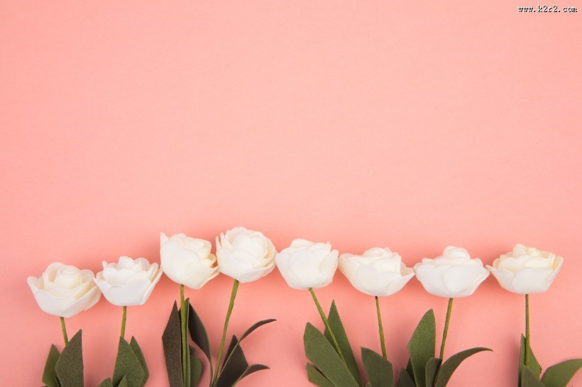 白色的月季花图片