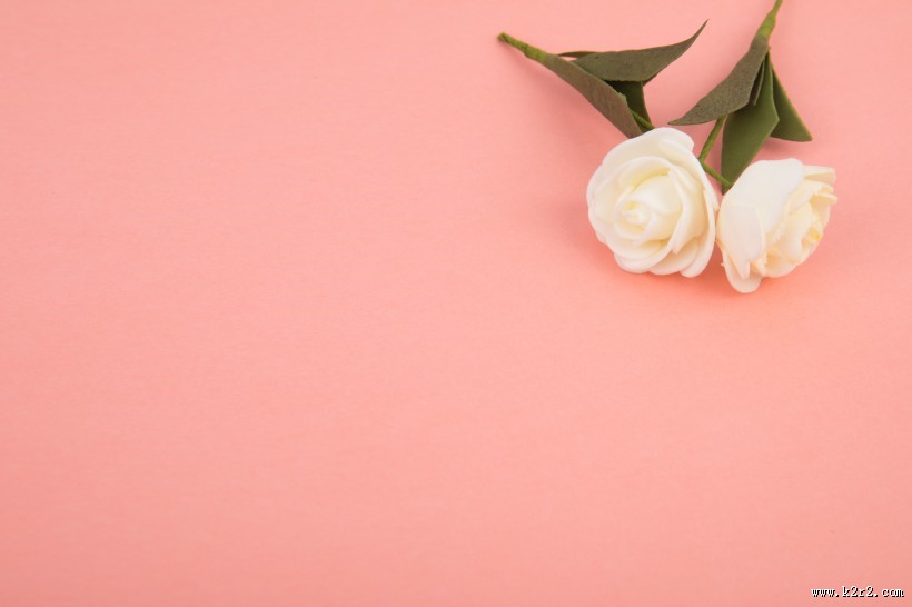 白色的月季花图片