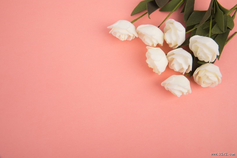 白色的月季花图片