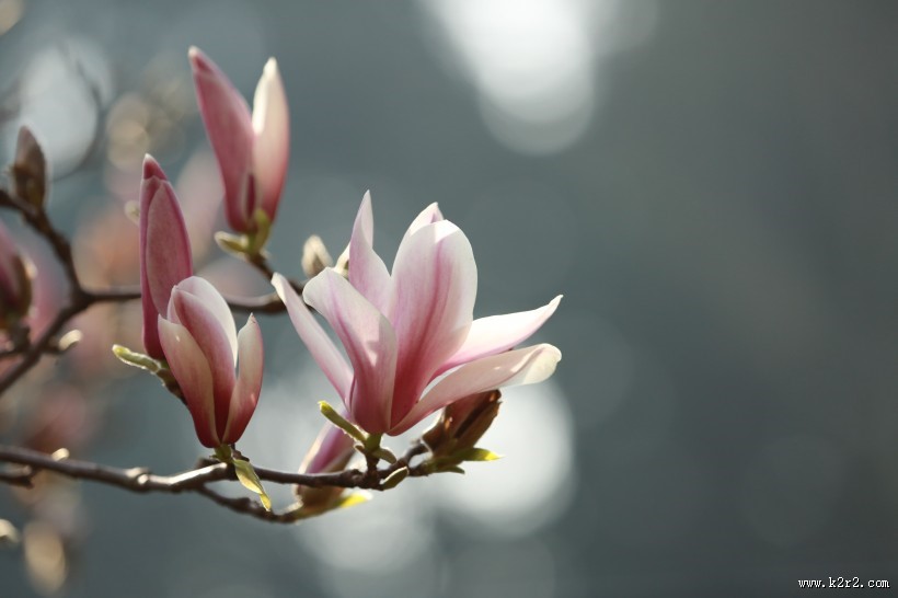 盛开的玉兰花图片