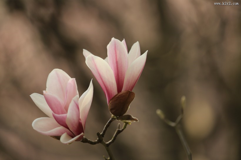 盛开的玉兰花图片