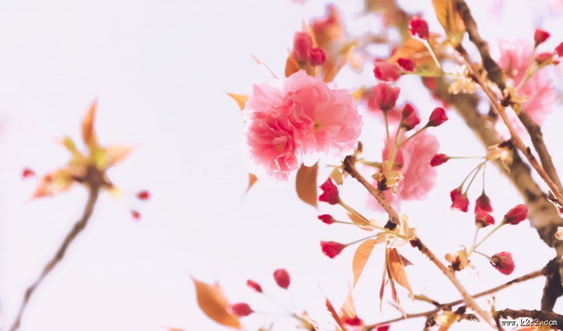 春天粉色的樱花图片大全