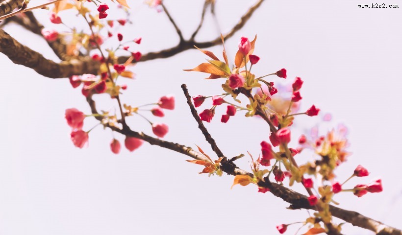 春天粉色的樱花图片大全