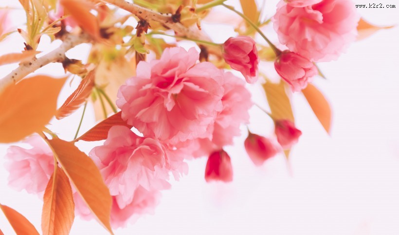 春天粉色的樱花图片大全