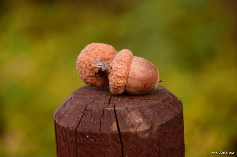 成熟的橡果图片
