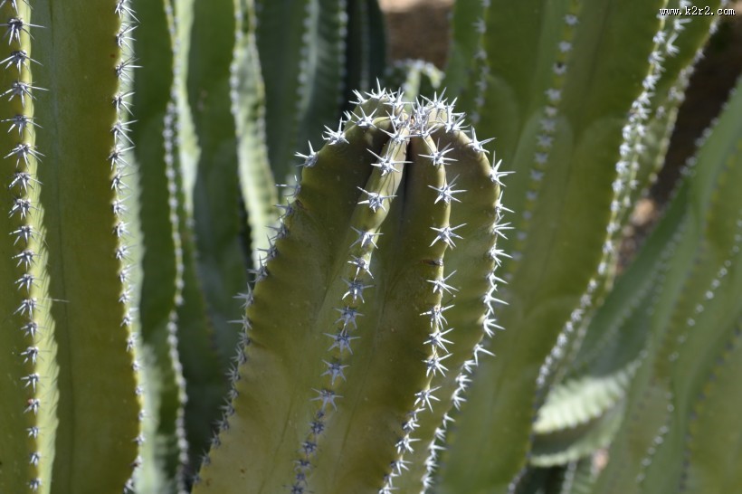 多肉植物仙人掌图片