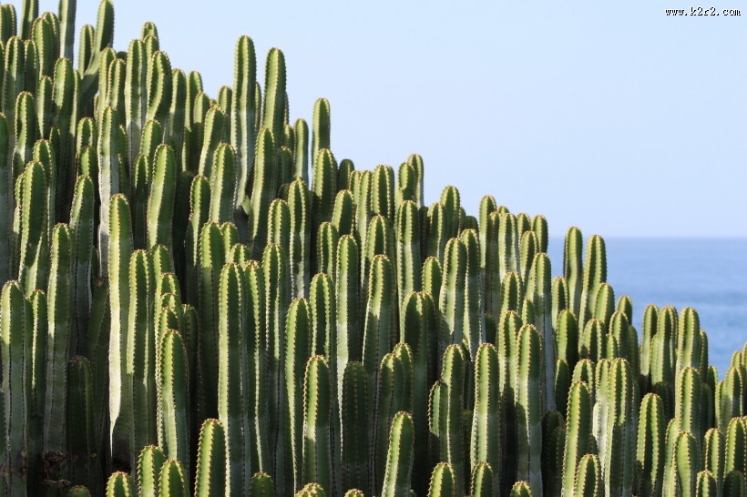 多肉植物仙人掌图片