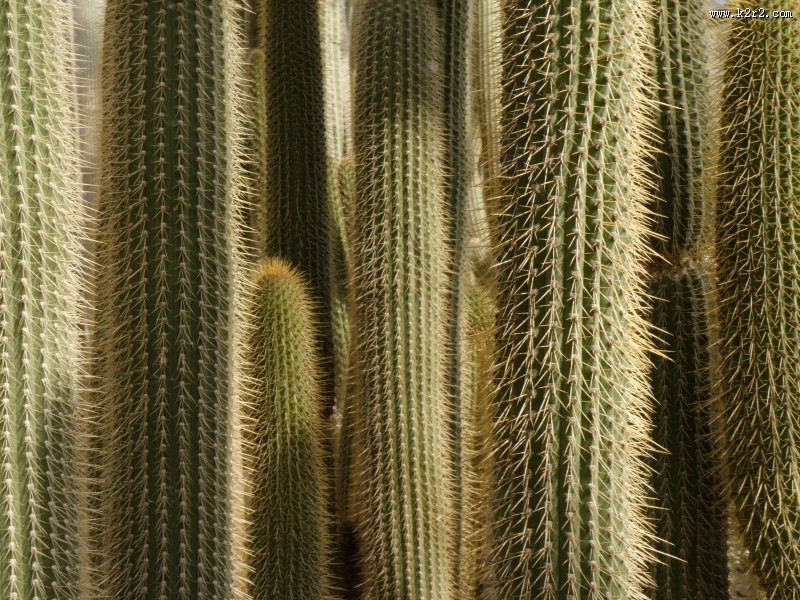 多肉植物仙人掌图片