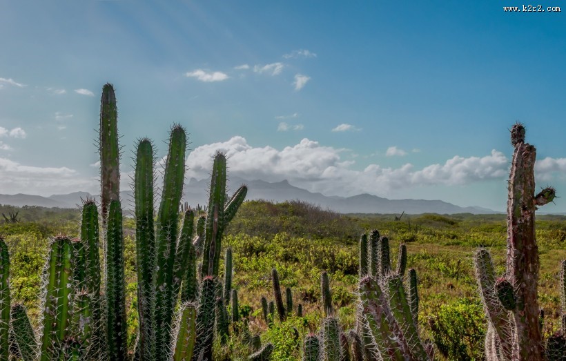 多肉植物仙人掌图片